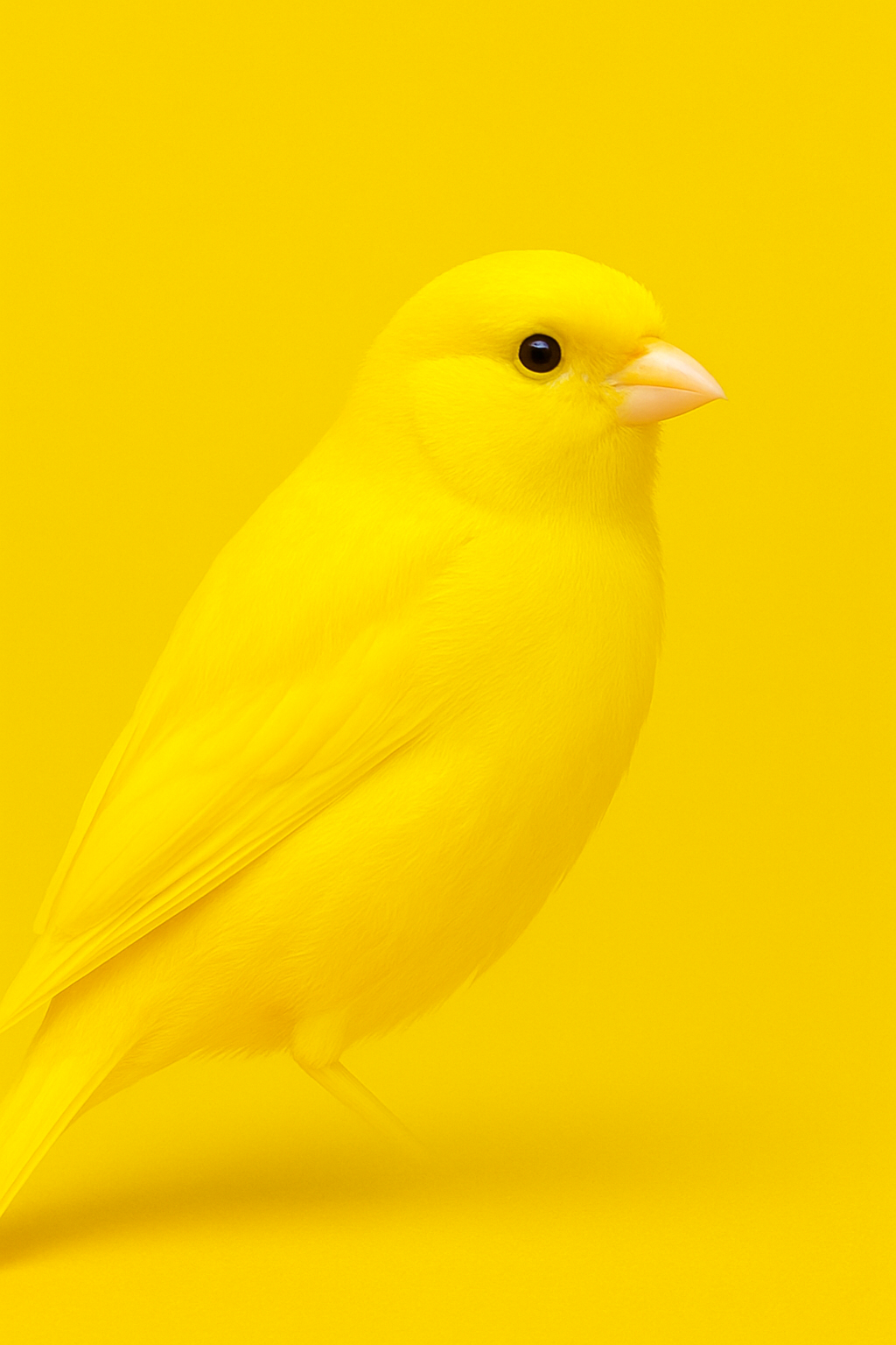 Sun kissed Brilliance | Brilliant Yellow Sapphire 1.16 ct - LUVICI GEMS INTERNATIONAL